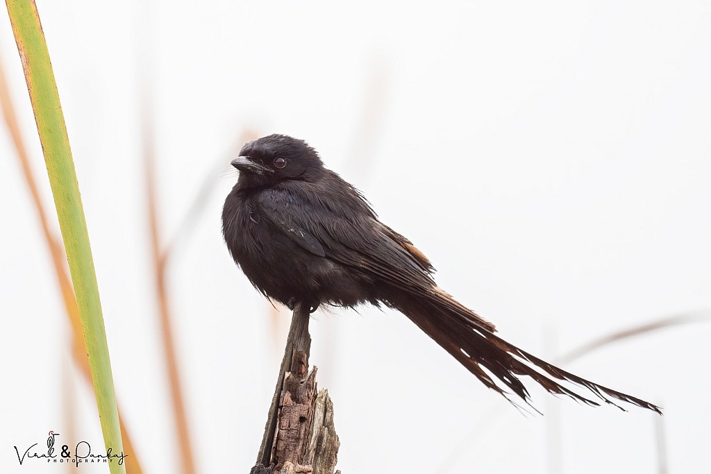 Black Drongo